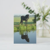 Friesian Horse Reflection in water Postkarte (Stehend Vorderseite)