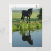 Friesian Horse Reflection in water Postkarte (Vorne/Hinten)