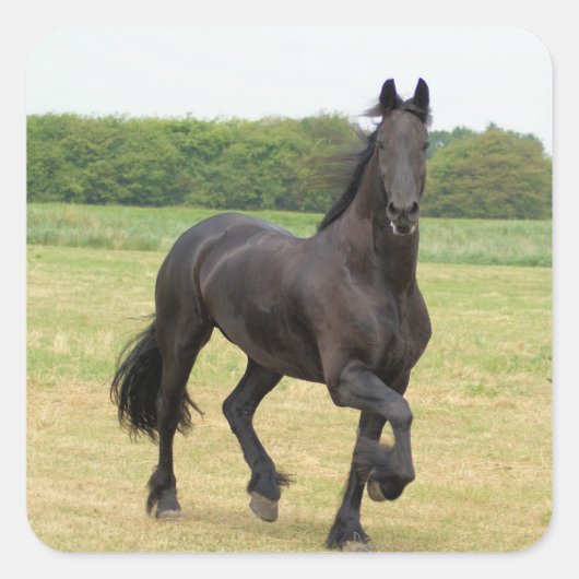 Friesian Horse Stickers (Vorderseite)