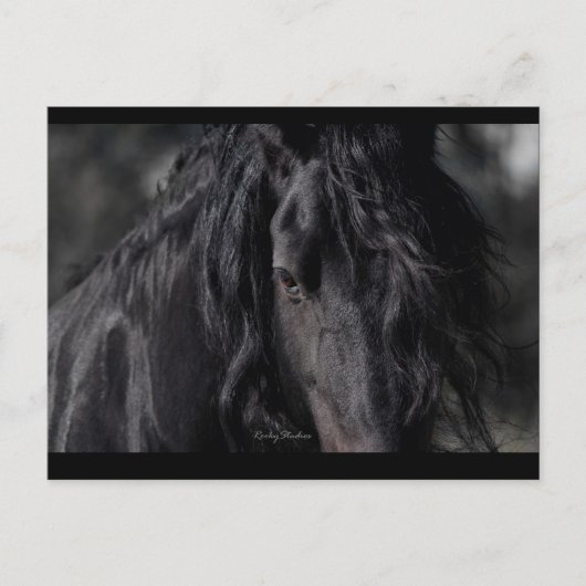 Friesian Image Postkarte (Vorderseite)