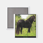 Friesian Magnet (Vorderseite/Rückseite)