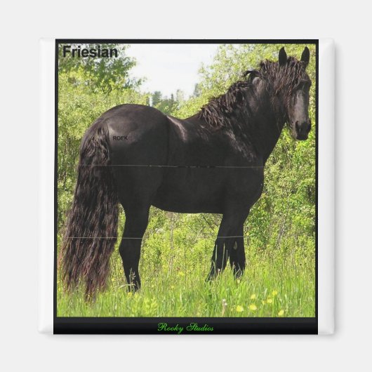 Friesian Magnet (Vorne)