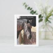 Friesian Mare Postkarte (Stehend Vorderseite)