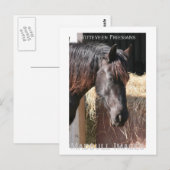 Friesian Mare Postkarte (Vorne/Hinten)