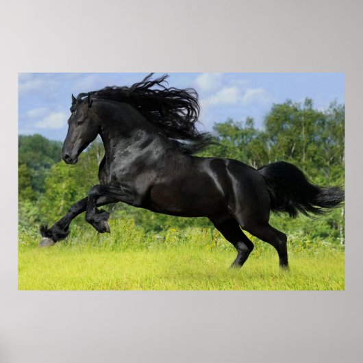 Friesian Pferd Poster (Vorne)