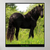 Friesian Poster (Vorne)