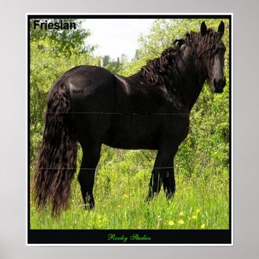 Friesian Poster (Vorne)