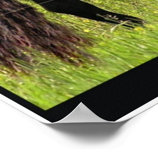 Friesian Poster (Ecke)