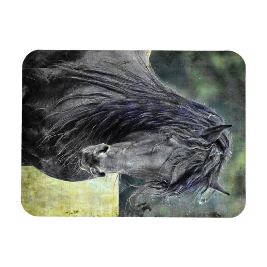 Friesian Stallion Magnet (Horizontal)