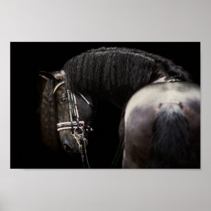Friesian Stallion Poster