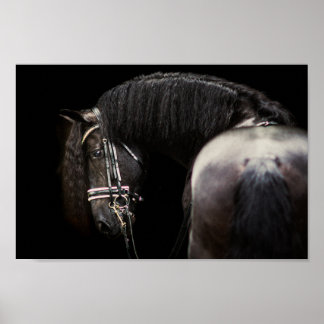 Friesian Stallion Poster