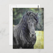 Friesian Stallion Postkarte (Vorne/Hinten)