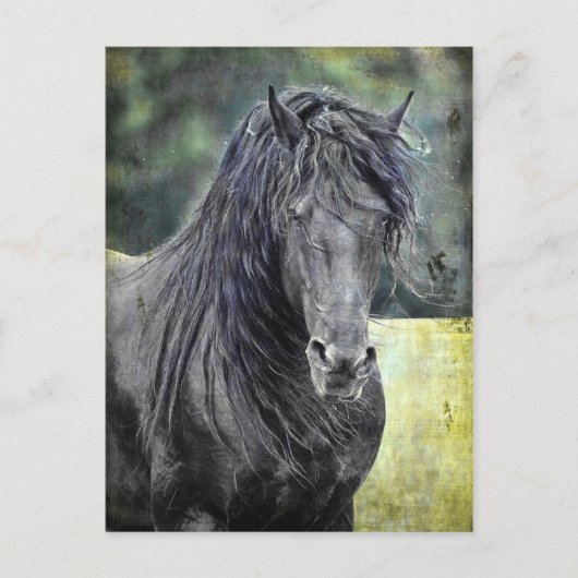Friesian Stallion Postkarte (Vorderseite)