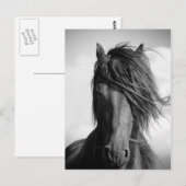 Friesischer Hengst im Wind. Postkarte (Vorne/Hinten)