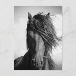 Friesischer Hengst im Wind. Postkarte