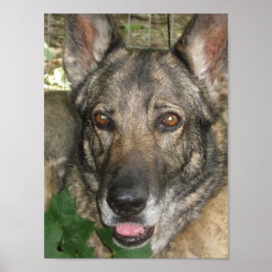 Friga im Garten Poster (Vorne)