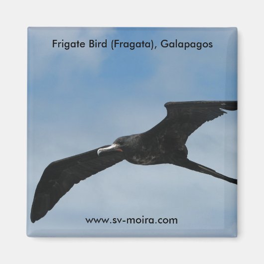 Frigate Bird (Fragata), Galapagos-Inseln 3 Magnet (Vorne)