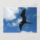 Frigate Bird (Fragata), Galapagos Postkarte (Vorderseite)