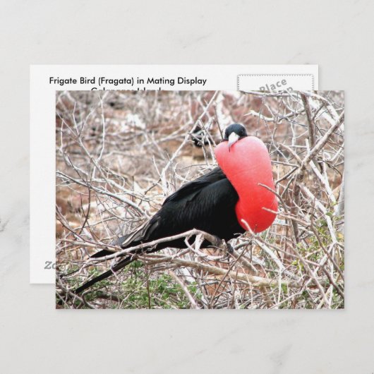 Frigate Bird (Fragata) in Mating Display Galapagos Postkarte (Vorne/Hinten)