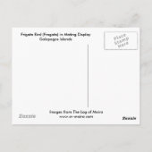 Frigate Bird (Fragata) in Mating Display Galapagos Postkarte (Rückseite)