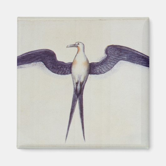 Frigate Bird Magnet (Vorne)