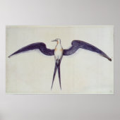 Frigate Bird Poster (Vorne)