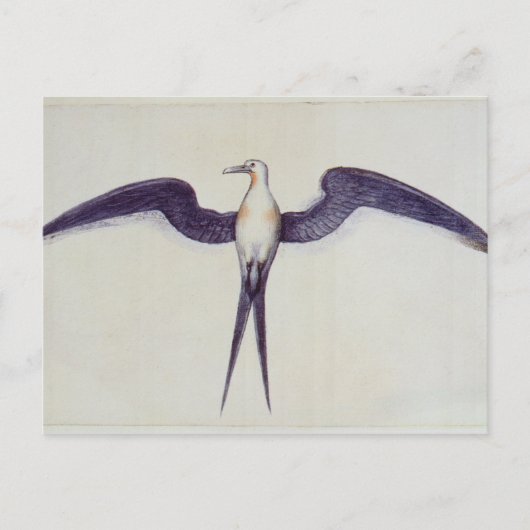 Frigate Bird Postkarte (Vorderseite)