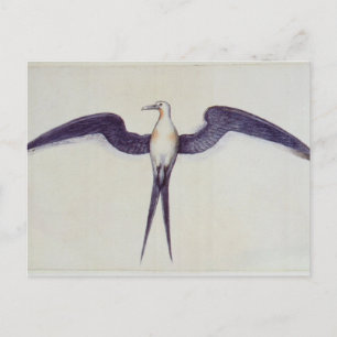 Frigate Bird Postkarte