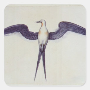 Frigate Bird Quadratischer Aufkleber