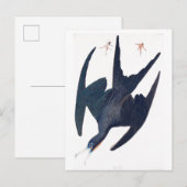 Frigate Penguin Postkarte (Vorne/Hinten)