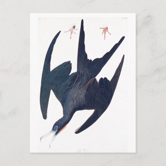 Frigate Penguin Postkarte (Vorderseite)