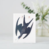 Frigate Penguin Postkarte (Stehend Vorderseite)