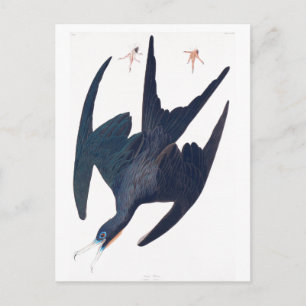 Frigate Penguin Postkarte