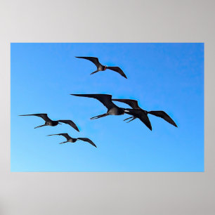 Frigatebird Flock Poster