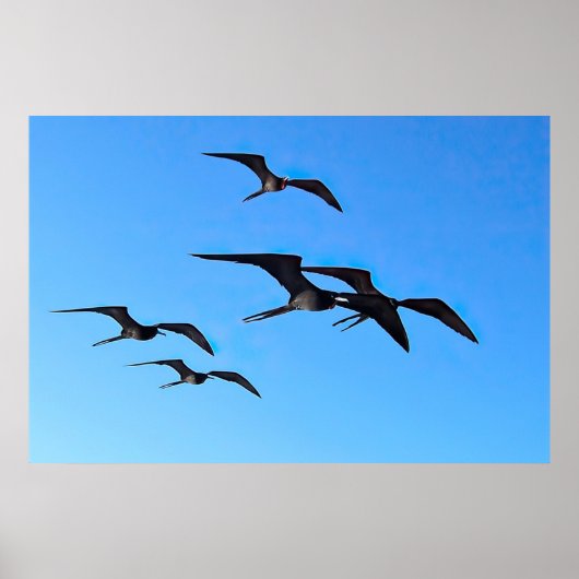 Frigatebird Flock Poster (Vorne)