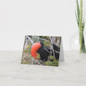 Frigatebird Greeting Card Karte (Vorderseite)