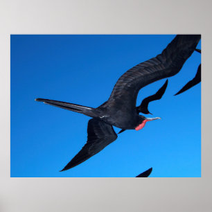 Frigatebird im Flug Poster