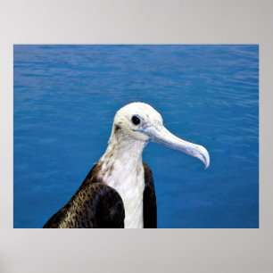 Frigatebird-Portrait II Poster