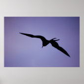 Frigatebird-Silhouette Poster (Vorne)