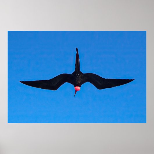 Frigatebird von unten poster (Vorne)