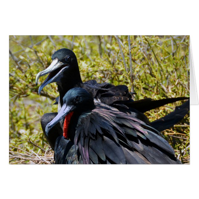 Frigatebirds in Liebe (Vorderseite (Horizontal))