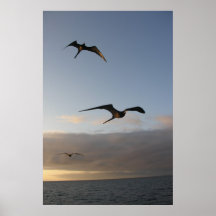 Frigatvögel bei Sonnenuntergang