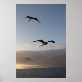 Frigatvögel bei Sonnenuntergang Poster