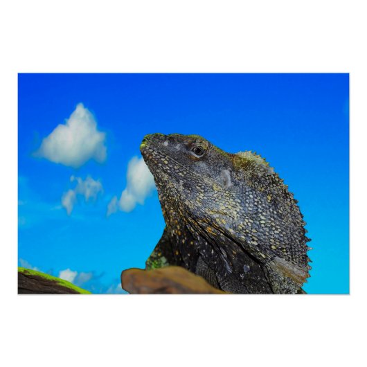 Frill halackte Lizard Poster (Vorderseite)
