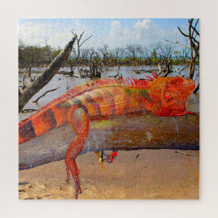 Frill halackte Lizard Puzzle