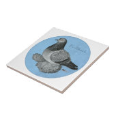 Frillback Blue Grizzle Pigeon Fliese (Seite)