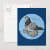 Frillback Blue Grizzle Pigeon Postkarte (Vorne/Hinten)