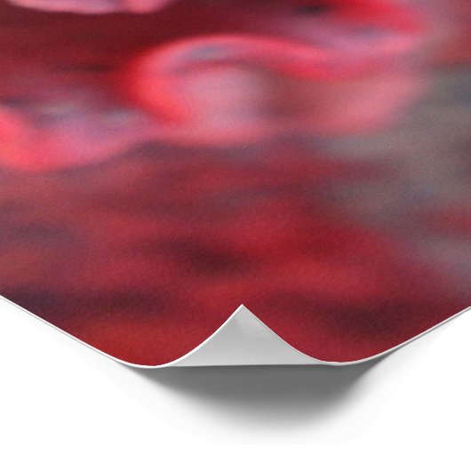 Frilled Echeveria Poster (Ecke)