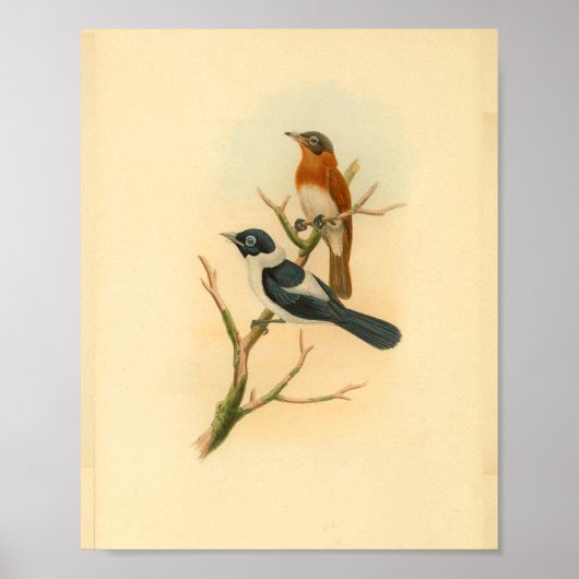 Frilled Neck Brown Flycatcher Bird Vintag Print Poster (Vorne)