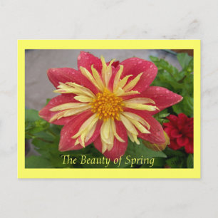Frilly Dahlia Postcard Postkarte